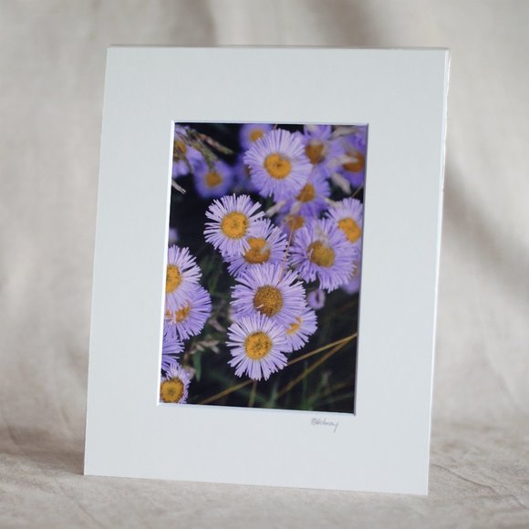 "Purple Fleabane" 5x7 Photography Print - Picture 1 of 3